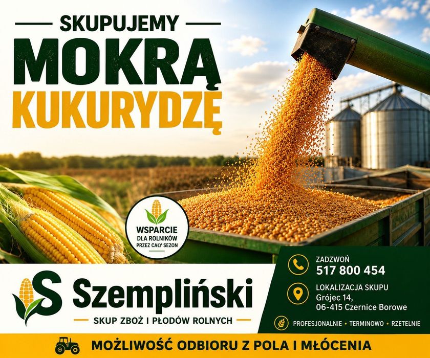 Skup mokrej kukurydzy, mokra kukurydza, suszenie kukurydzy