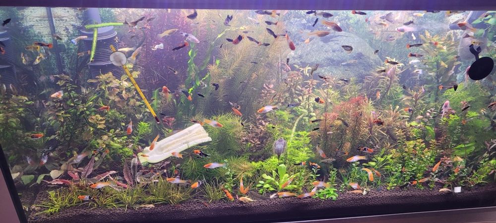 Witam sprzedam mieczyki koi