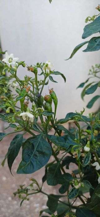 Planta Piri-Piri /Malagueta Biológica em Vaso