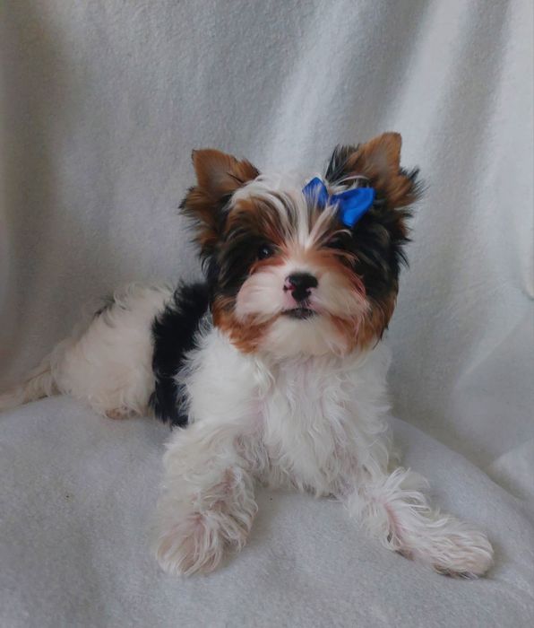 Хлопчик бівер, 3 міс