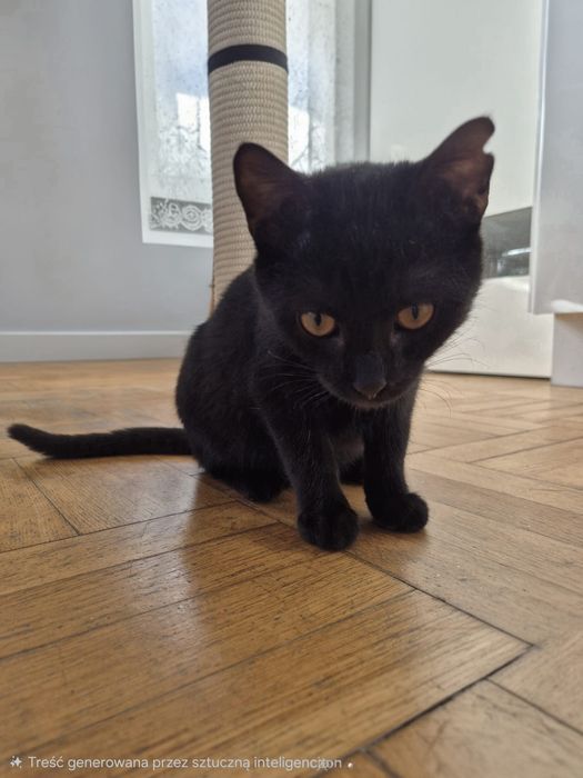 Ewcia, Wojan i Poniś przeurocze kociaki czekają na domy