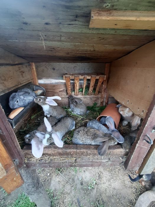 Króliki młode sprzedam
