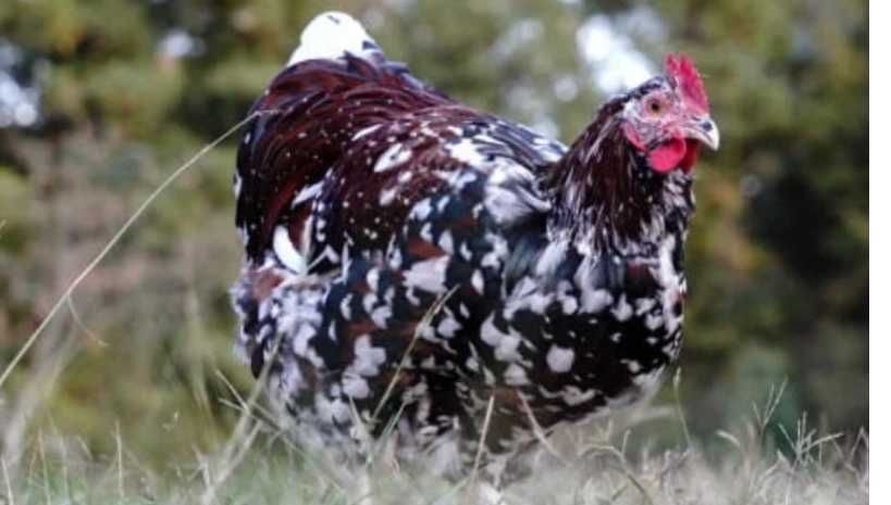 Ovos galados e pintos Marans, Bresse, Sussex tricolor e Faverolles