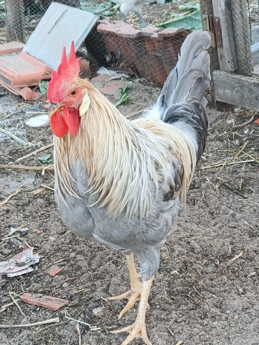 Vendo trio de galinhas leghorn Isabel.