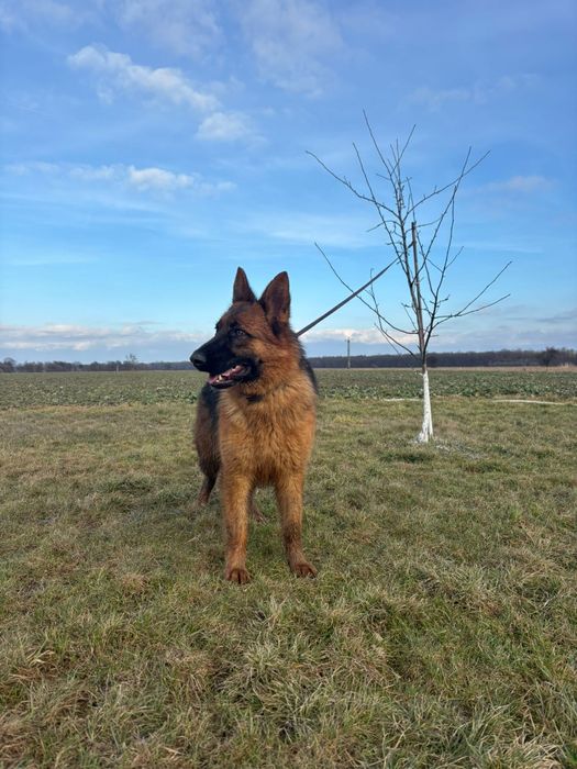 Owczarek niemiecki FCI