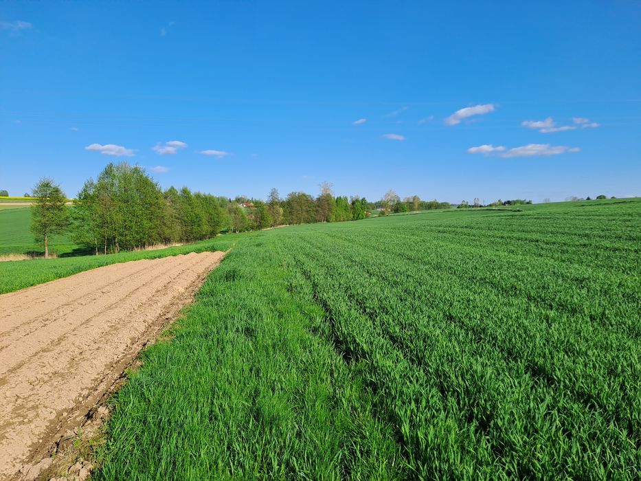 Gospodarstwo rolne z zabudowaniami i lasem 6h