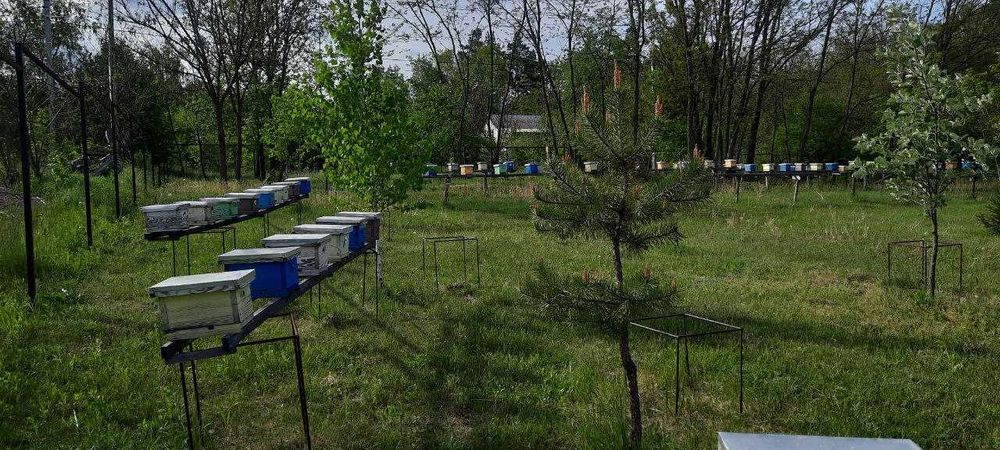 Матки Краніка плідні