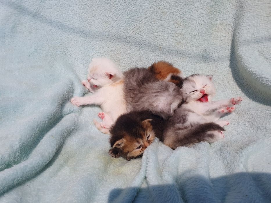 Шатланск е котята ,