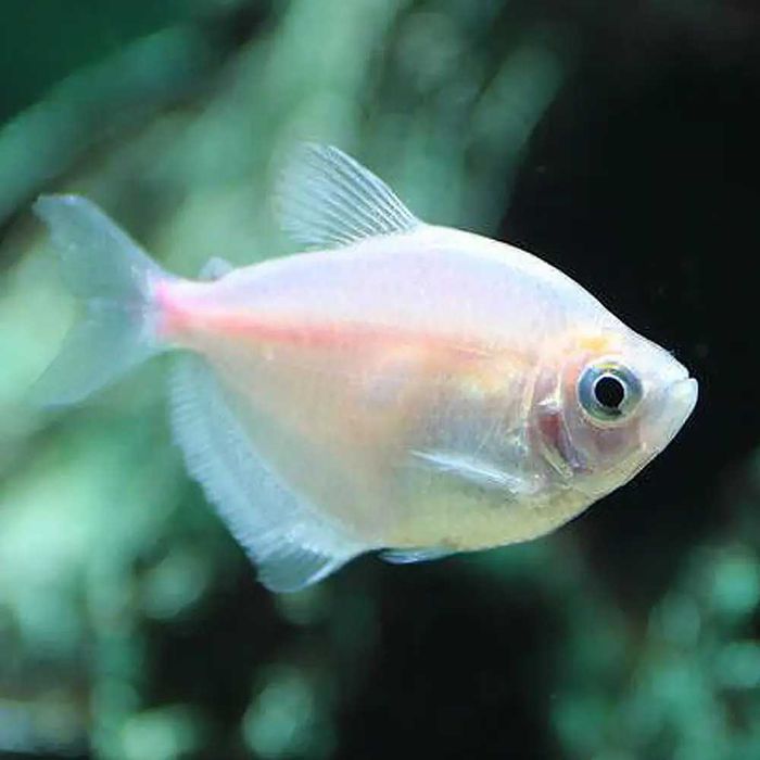 tetras serpae e outros