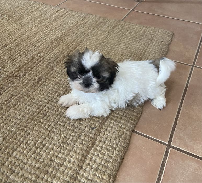 Shih tzu miniatura femea