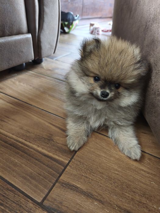 Szpic miniaturowy Pomeranian piesek