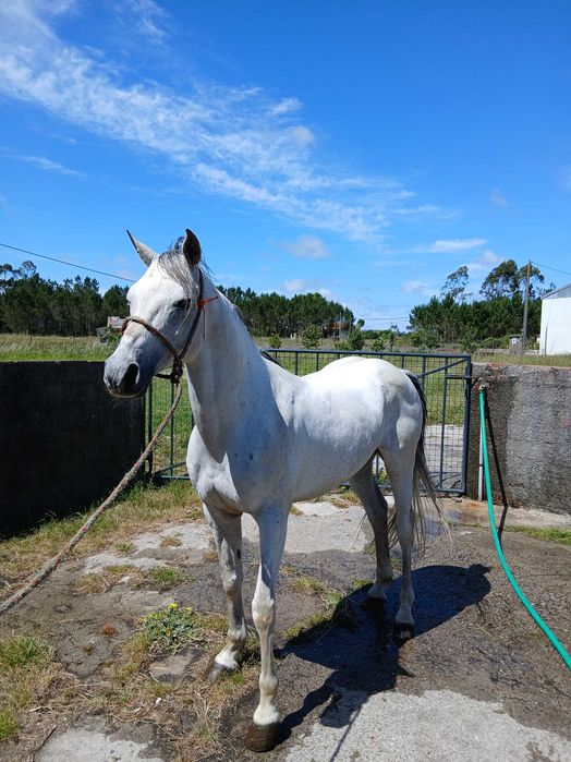 Cavalo puro sangue árabe