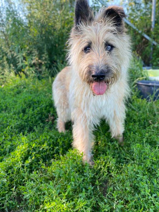 Freduś poleca się do adopcji