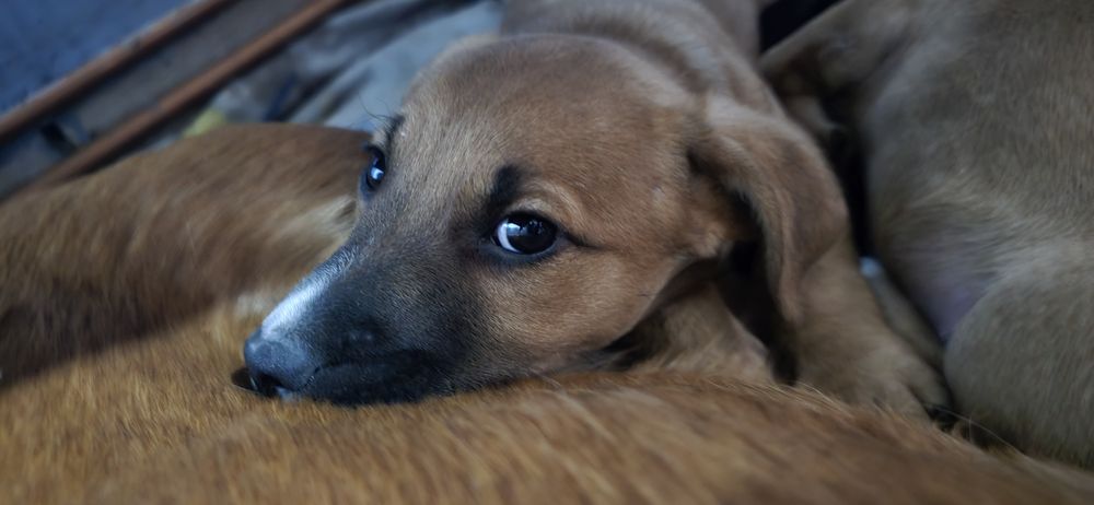 Oddam pieski za darmo