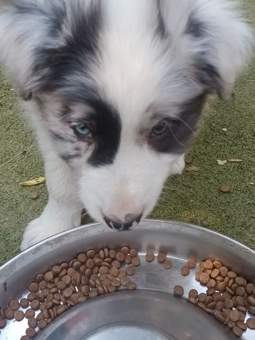 Piesek border collie blue merle
