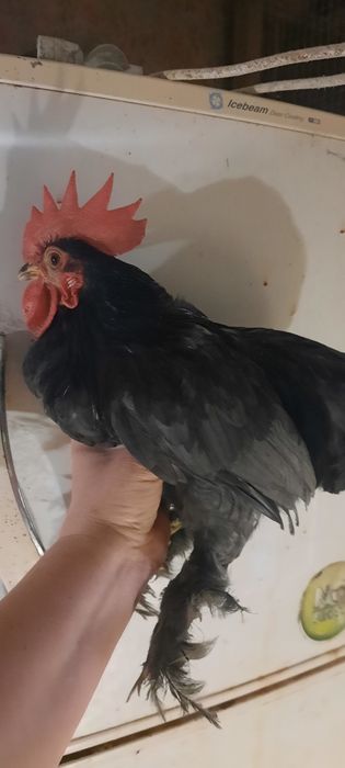 Півники карликового кохінхіна