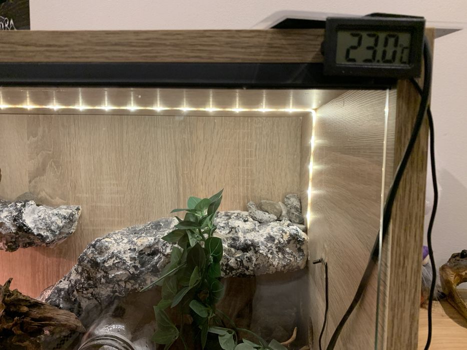 Terrarium + dwie gekony lamparci