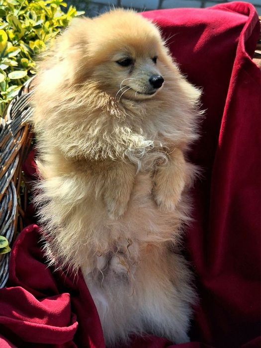 Продається підрощене  цуценя шпіца.