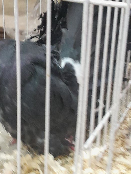 Para pawiki nowy typ