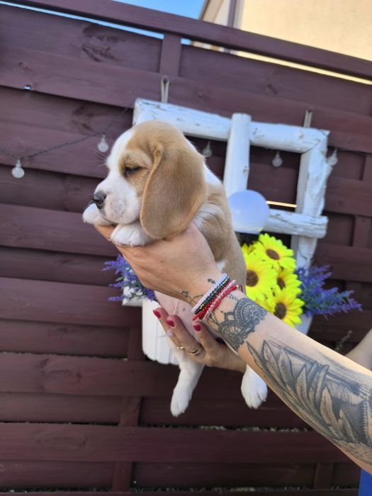 Beagle Frodo odbior sierpień/wrzesień