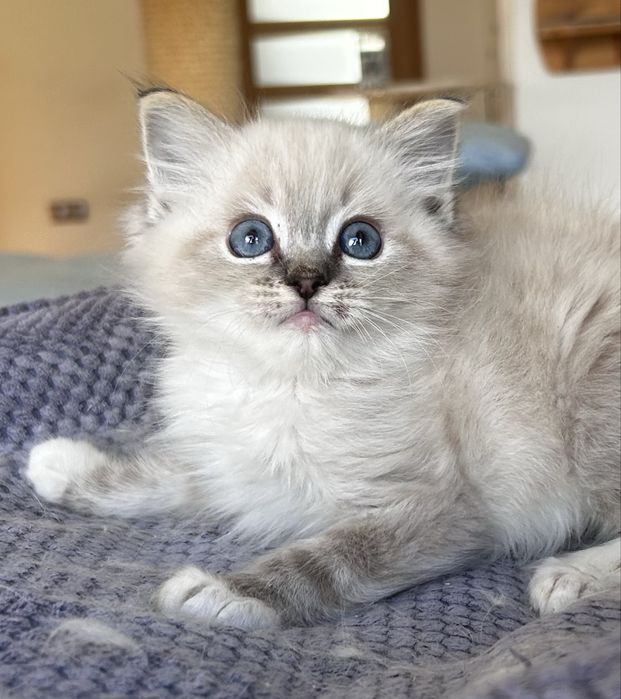Ragdoll, kociak, kocię, kocurek