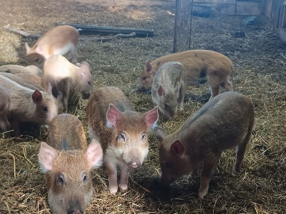 Пропоную свиней.