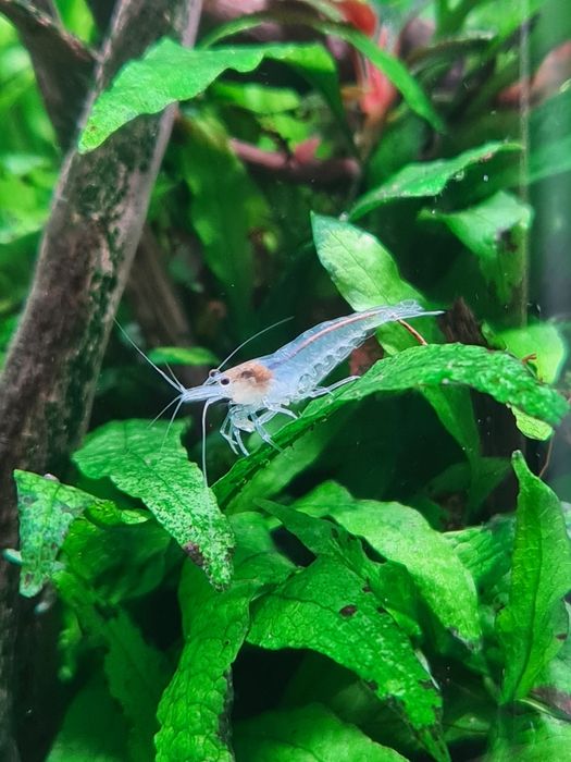 Krewetki white pearl - neocaridina - odbiór osobisty