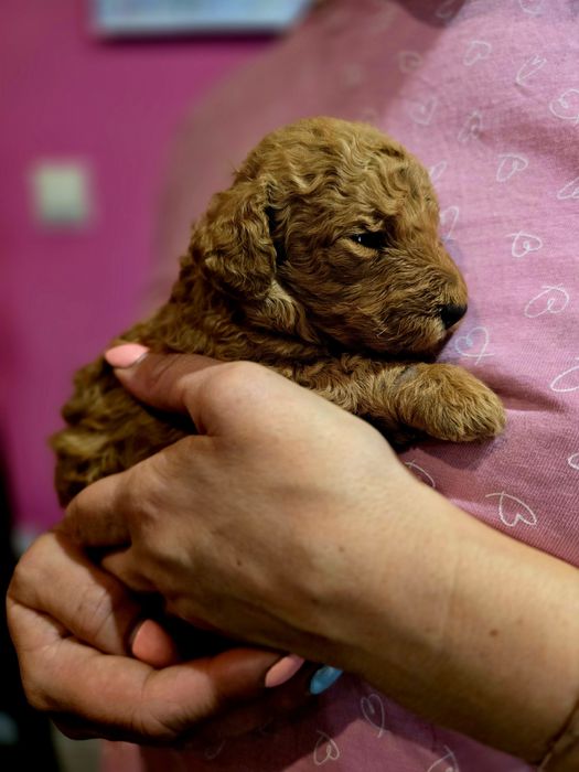 Pudel sredni płowy / RED FCI ZkwP piesek