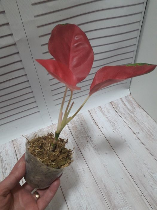 Аглаонема  Red Cochin( Тай)