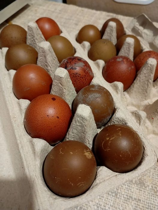 Jaja lęgowe, kolorowe jaja