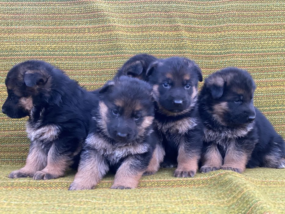 Чистокровні малюки