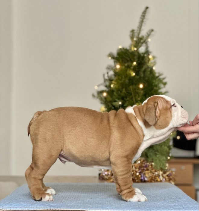 Англійский бульдог