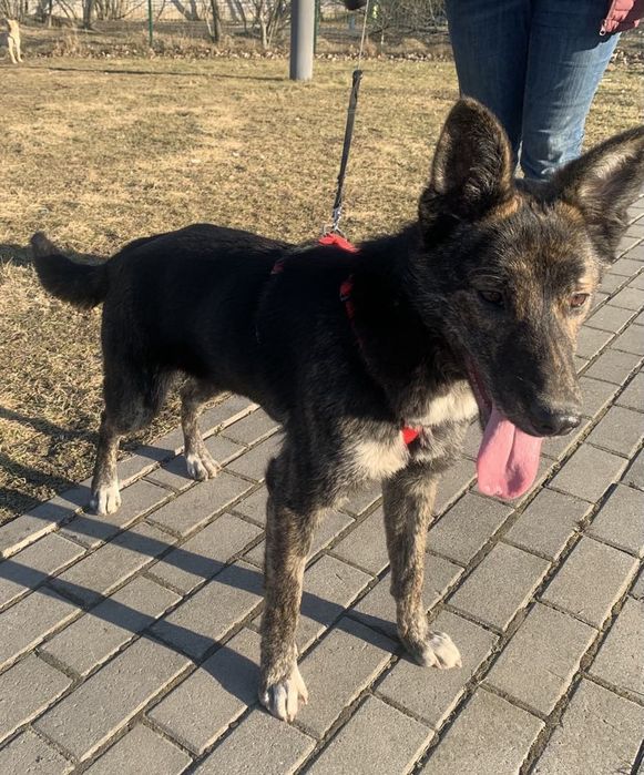 Віддаємо в добрі руки