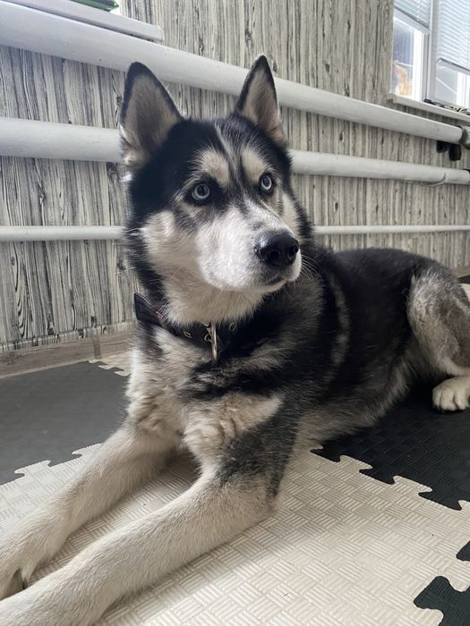 Хаскі кобель на вʼязку