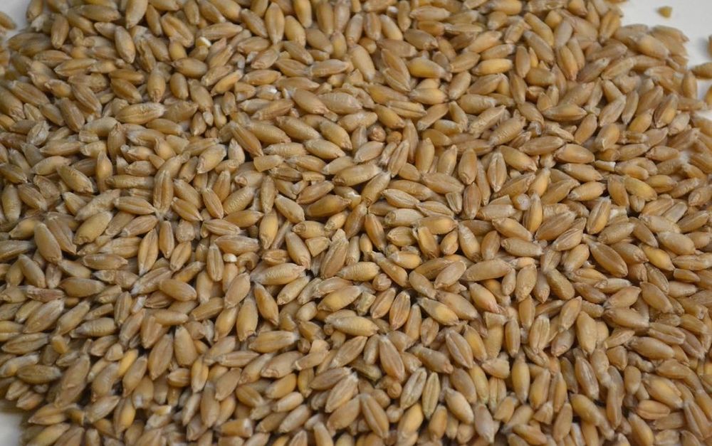 owies/pszenżyto zboże