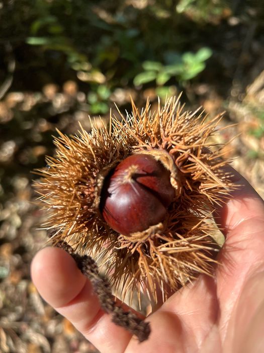 Vendo Produção de Castanha na Árvore (30 Castanheiros) - Santa Maria da Feira