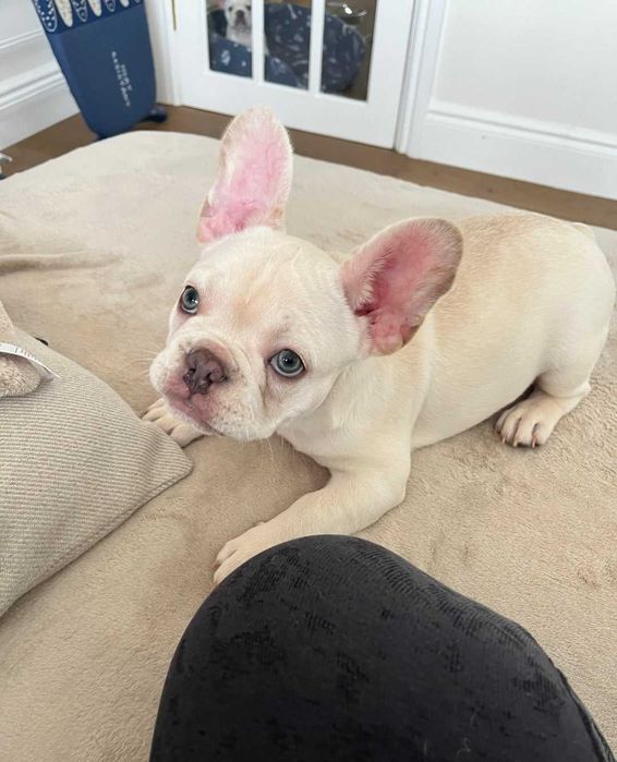 Щенки французского бульдога нежный окрас крем!