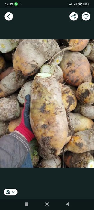 Кормові буряки продам