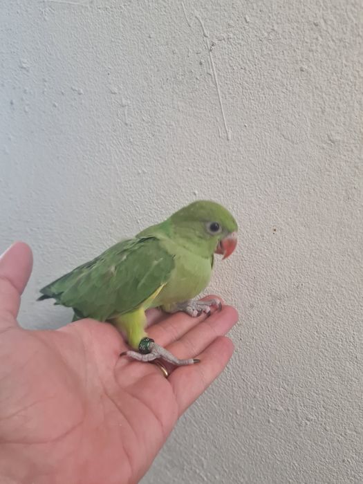 Ring neck verde bebe