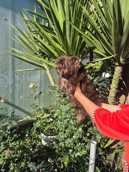 Yorkshire  chocolate