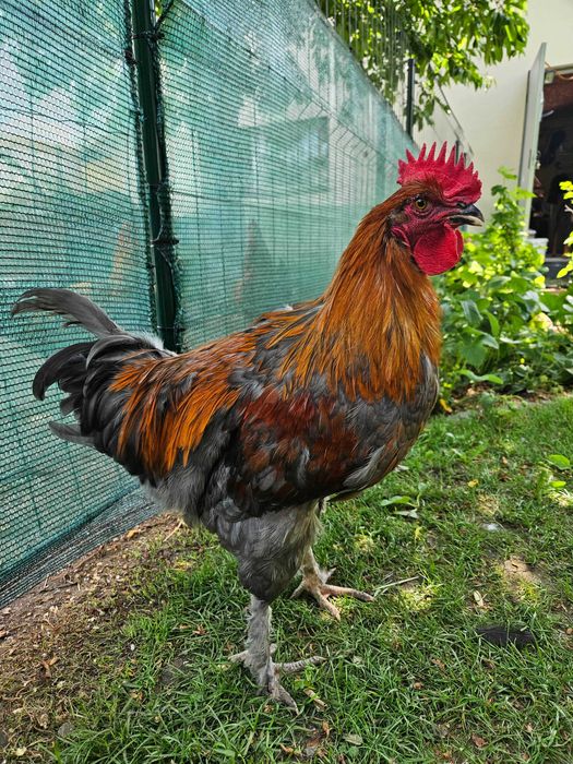 Koguty Marans młode 3miesięczne