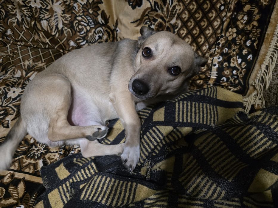 Собака у добрі руки