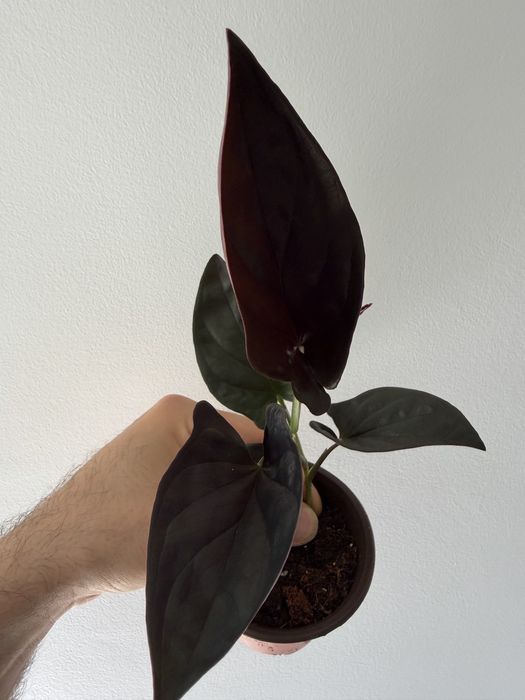 Syngonium red arrow