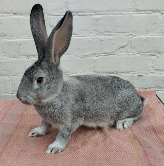 Кролики породи Радянської шиншили