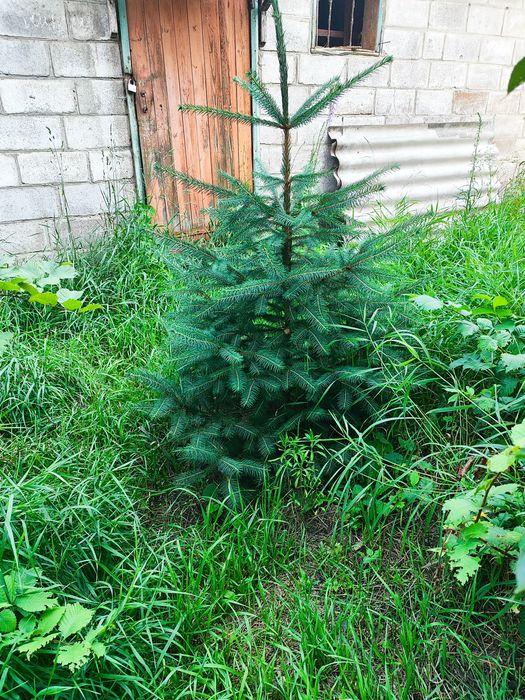 Ексклюзив. Продається будинок в Мерефі