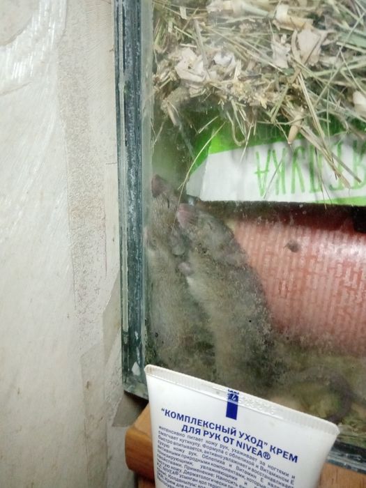 Декоративные мыши