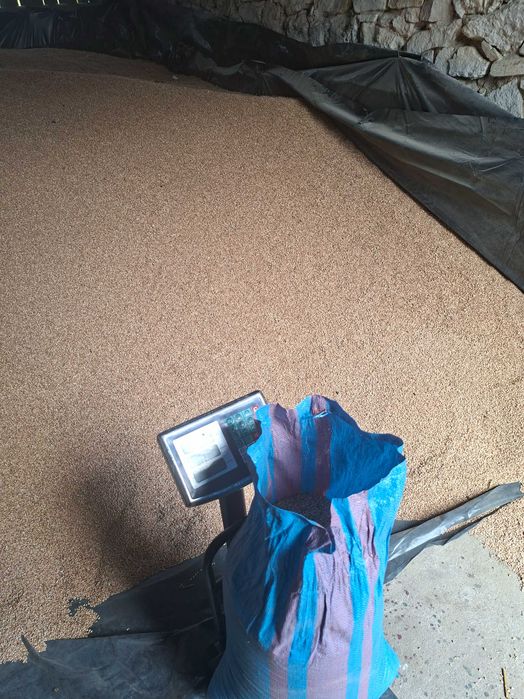 pszenica ozima zbiór 2025