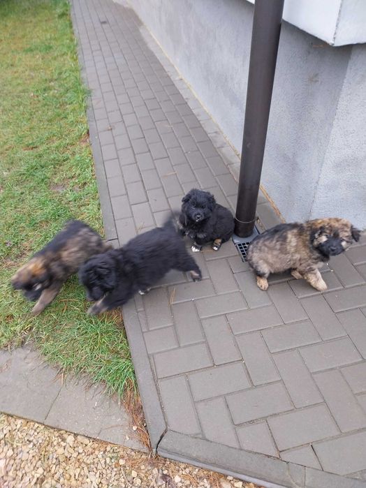 Oddam za darmo szczeniaki w dobre ręce.