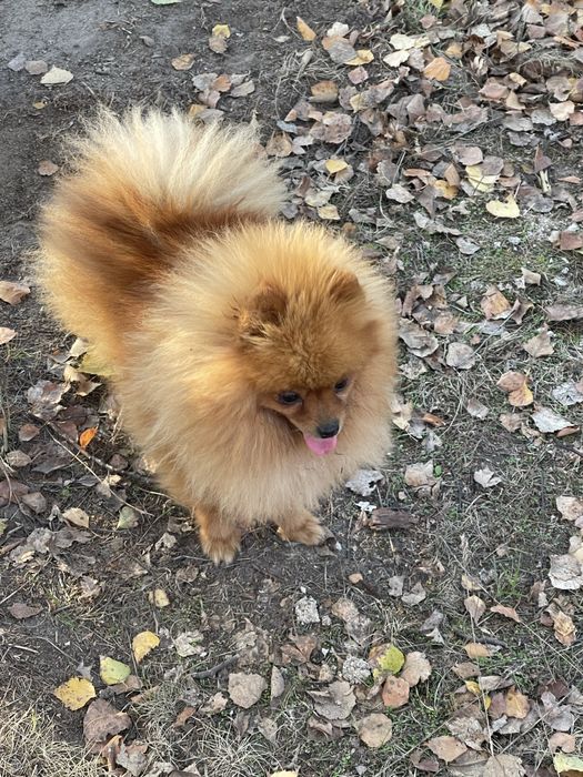 Супер дівчинка мішка