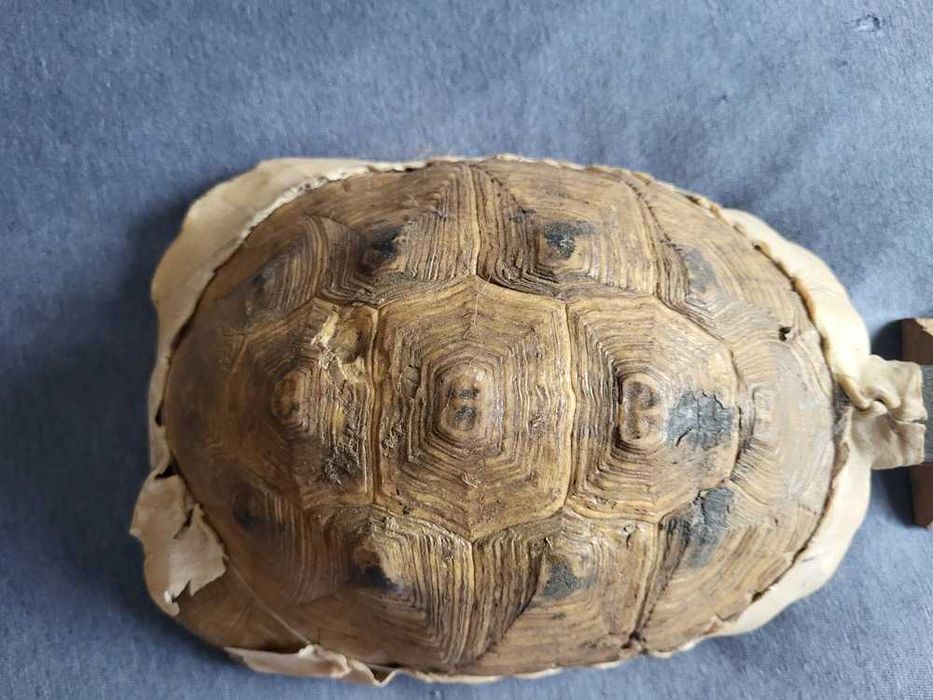 Gumbri  Africano